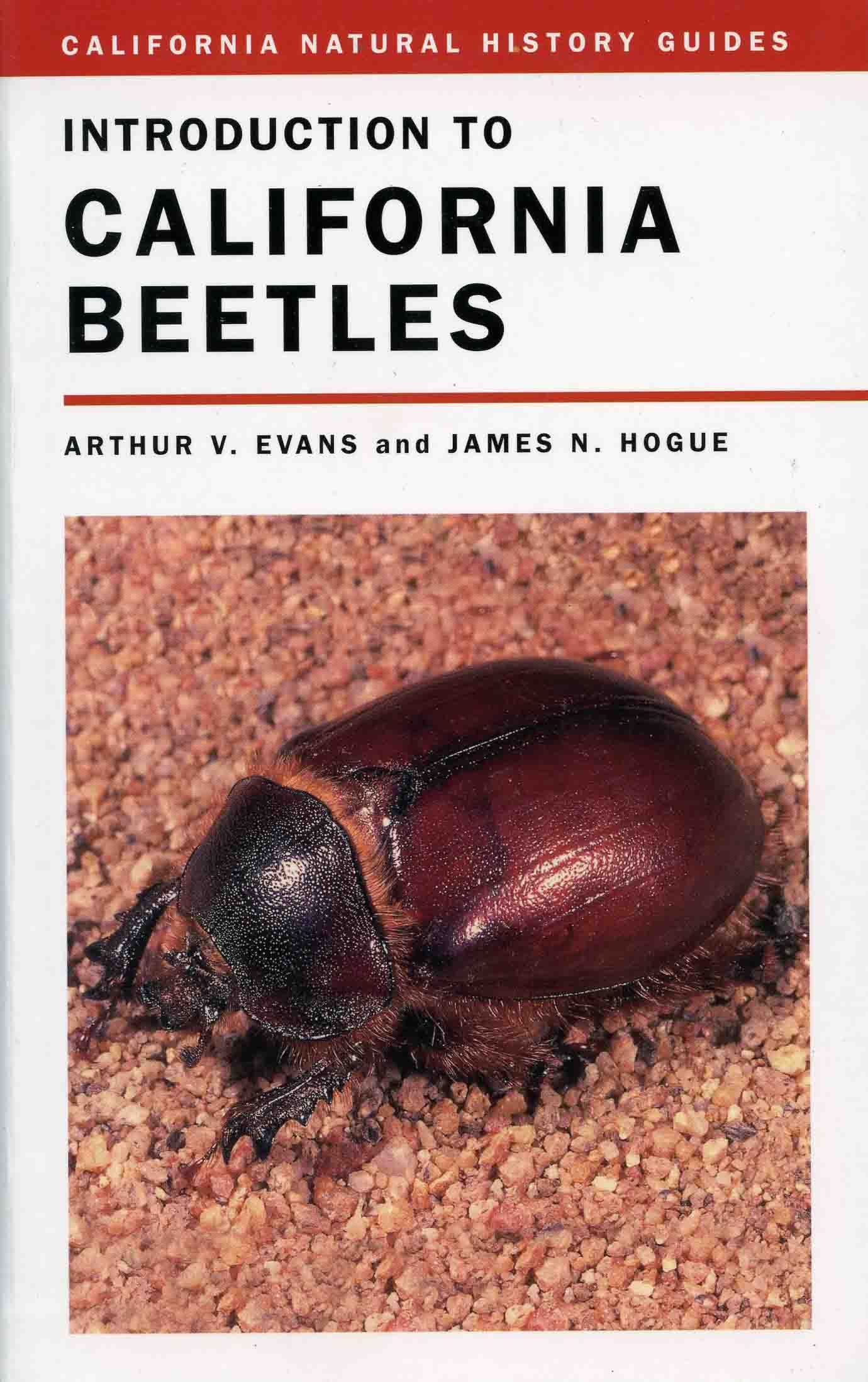 Image for Introduction to California Beetles,