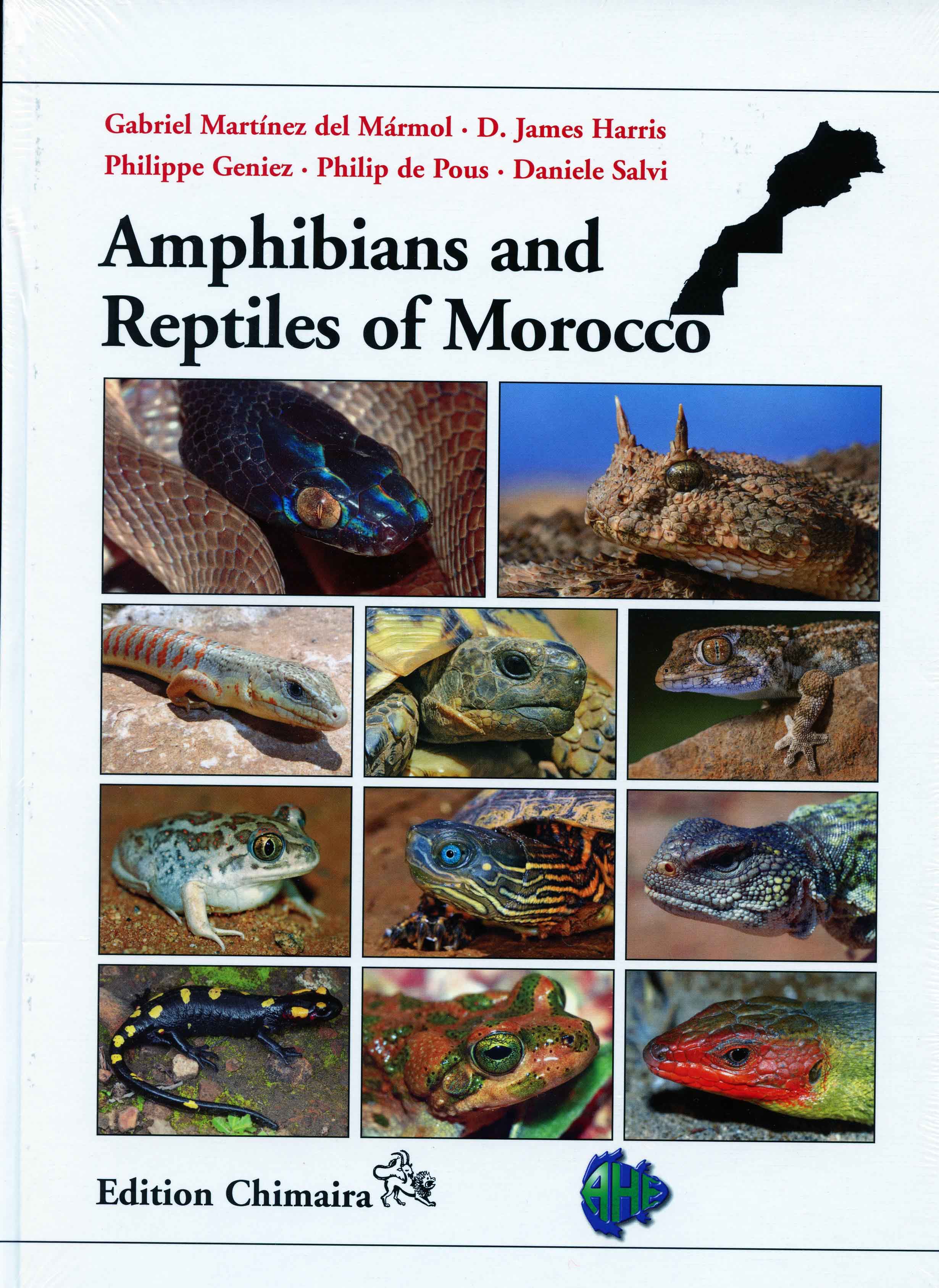 Image for Amphibians and Reptiles of Morocco,