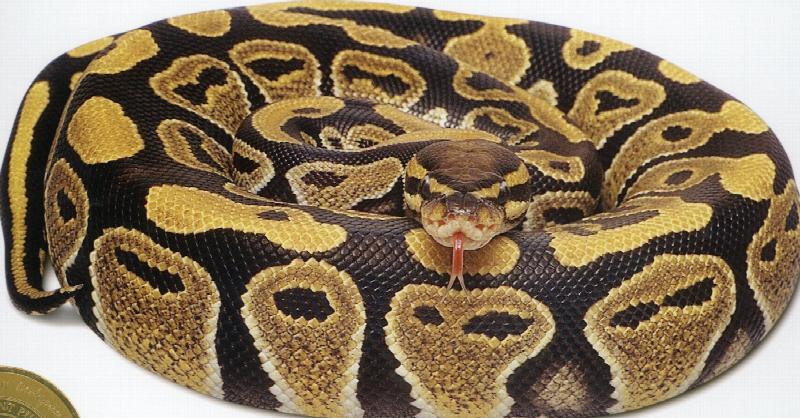 Image for Ball Pythons: The History, Natural History, Care, and Breeding (Pythons of the World, Volume II)