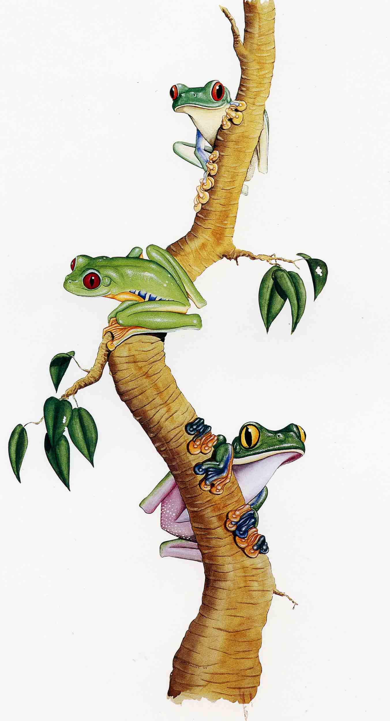 Image for Set of 46 color plates from The Hylid Frogs of Middle America, expanded edition.